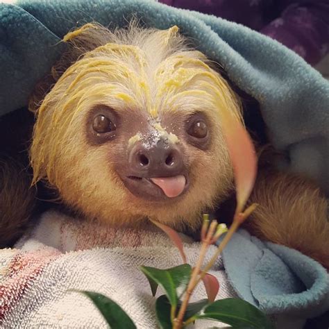 100 Unbearably Cute Sloth Pics To Celebrate The International Sloth Day Bored Panda