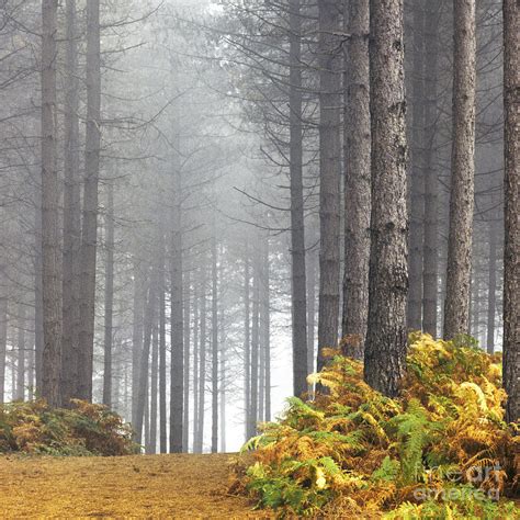 Pine Trees In Mist Photograph