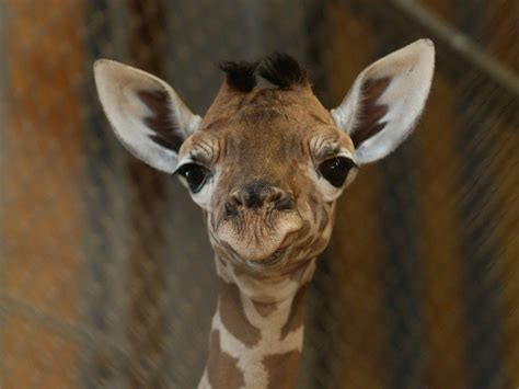 Giraffe On Facebook Riddle Dominates Profile Pictures As Answer Eludes
