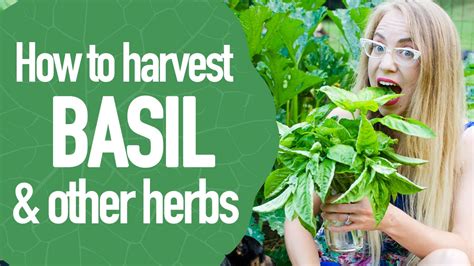 How To Harvest And Prune Herbs Like Basil And Oregano So They Grow