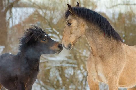 Horses Vs Ponies 9 Ways To Tell The Difference Between Them Horse