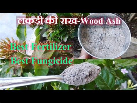 It can act as a natural fungicide and control nematodes in the soil. Wooden Ash- Free Homemade Best Organic Fertilizer ...