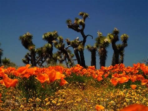 The desert can experience another notable wildflower bloom following sporadic summer rains, though the heat and more localized moisture mean you rarely find widespread color but rather random pockets of flowers. mojave desert pictures | PEER defends BLM landscape ...