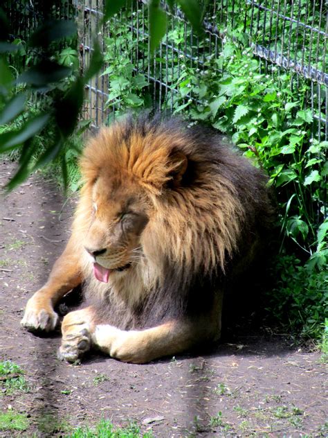 Male lion | Columbus Zoo | Todd Fowler | Flickr