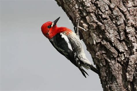 Everything You Need To Know About Woodpeckers In North America Bird