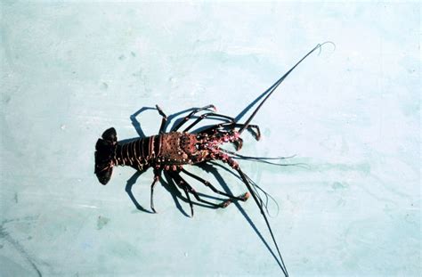 Hawaiian Spiny Lobster Panulirus Marginatus 닭새우 Display Full