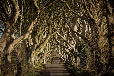 The Dark Hedges When To Visit What To See And Things To Know