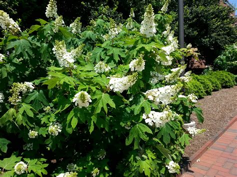 Shrubs Nc State Extension