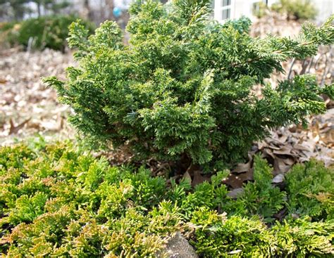 Photo 60400 Juniperus Horizontalis Mother Lode Plant Lust