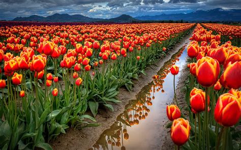 Hd Wallpaper Spring Flowers Field With Red Tulips Desktop Wallpaper