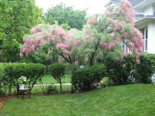 Tamarisks do well if they are hard pruned each april. News Flash: Summer Glow Tamarix NOT Invasive In Illinois ...