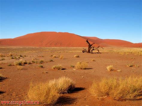 Deserts In Africa In The Sandy Namib Desert With Desert