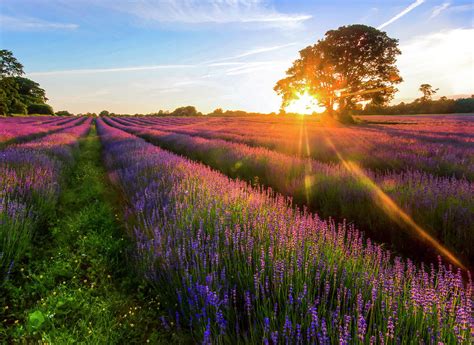Lavender Field Sunset By Oliver Smalley Ollie Smalley Photography