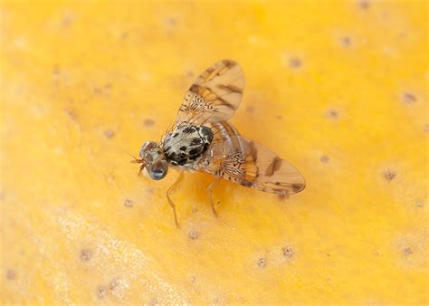 Controlling Mediterranean Fruit Fly In Orchards Mass Trapping And