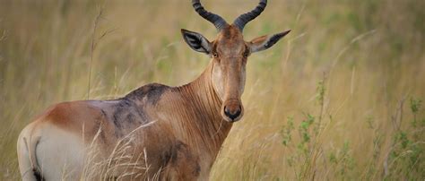 Hartebeest African Wildlife Foundation