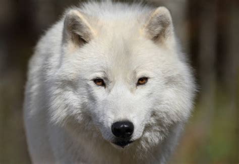610 White Wolf Head Stock Photos Pictures And Royalty Free Images Istock