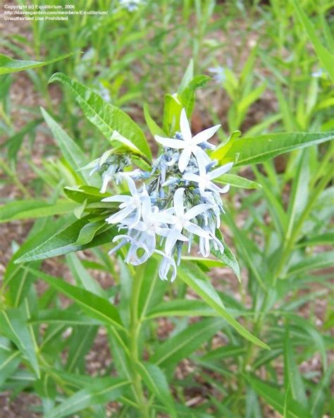 Prev walkthrough willow blue find the secret chamber. PlantFiles Pictures: Amsonia Species, Eastern Bluestar ...