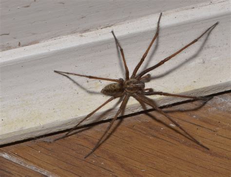 21 Common Uk Spiders You Might Find This Autumn Metro News