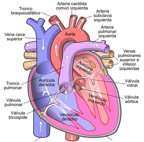 ValvulopatÍas