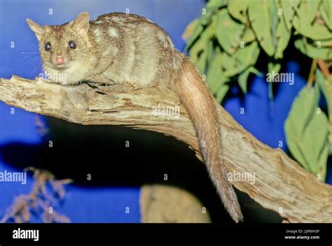 The Northern Quoll Dasyurus Hallucatus Also Known As The Northern