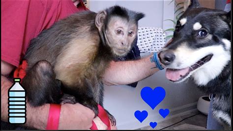 Capuchin Monkey Makes Friends With Hybrid Wolf Dog And His Mommy Sweet
