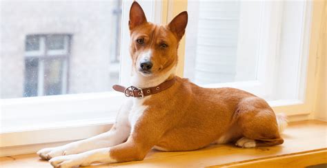 Basenji Dog Breed Information The Ultimate Guide Breed