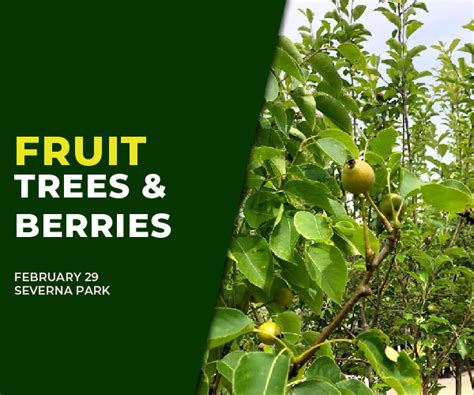 Growing Fruit Trees And Berries In Maryland Severna Park Homestead