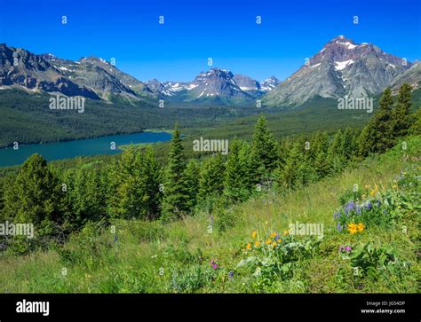 Wildflowers And Lower Two Medicine Lake Below Peaks Of Glacier National