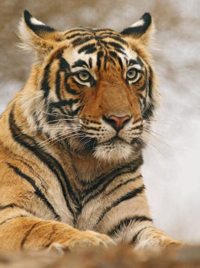 Royal Bengal Tiger Watching Ranthambhor National Park India