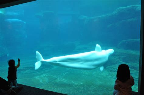 Beluga At Vancouver Aquarium Vancouver Aquarium Vancouver Bc Aquarium