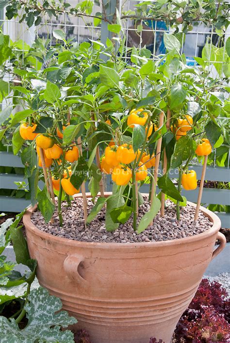 Orange Gold Peppers Growing In Container Plant And Flower Stock