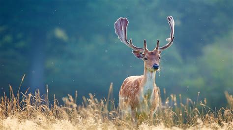 Whitetail Deer Backgrounds ·① Wallpapertag