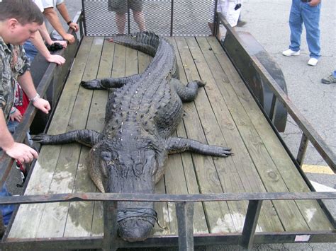 catching a 13 foot alligator in south carolina s marion lake