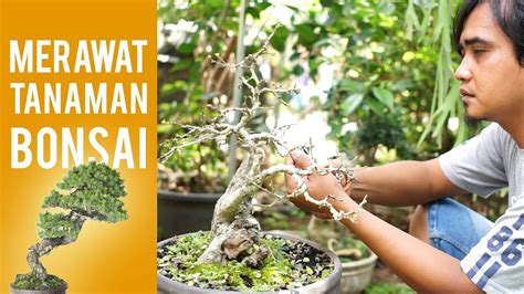 Itulah beberapa tips yang bisa anda lakukan untuk merawat pohon palem anda. Cara Merawat Tanaman Bonsai - YouTube