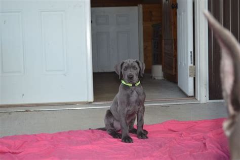 From the great dane side, potential health concerns to be aware of in a great dane mix include hip dysplasia, elbow dysplasia, heart disease, and bone cancer. Great Dane puppy for sale in DUBLIN, VA. ADN-31385 on PuppyFinder.com Gender: Female. Age: 8 ...