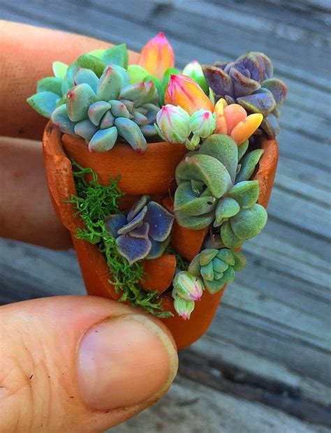 100 Gorgeous Succulent Plants Ideas For Indoor And Outdoor Full Of Aesthetics Page 9 Of 20