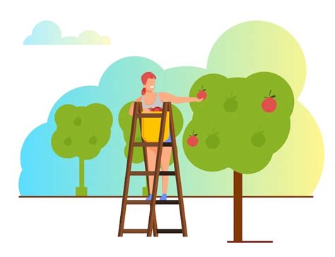 Premium Vector Woman Pick Apple Harvest To Basket In Orchard