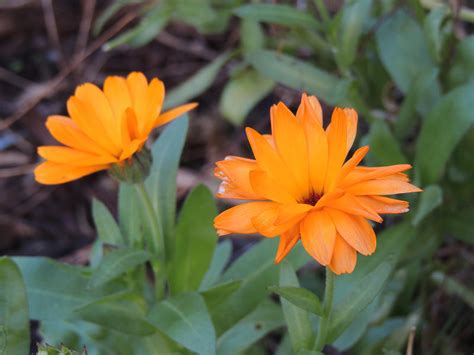 Free Stock Photo 15644 Orange Flower Freeimageslive