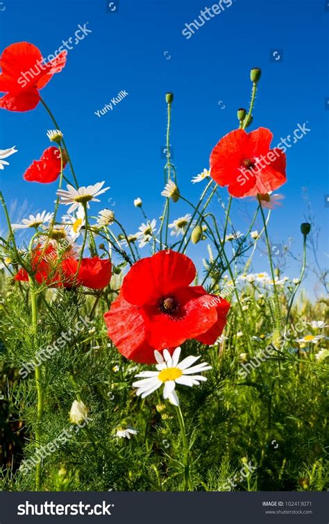 Beautiful Steppe Flowers Stock Photo 102413071 Shutterstock