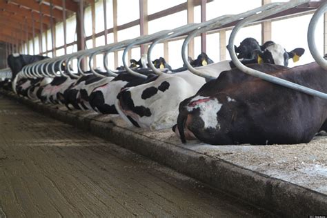 Hatko cow mattress are designed for both fatling and dairy cattle in farm and village barns in order to create advantage for usage and to lower the labor factor. Cow Waterbeds: How Advanced Comfort Technology Sold A ...