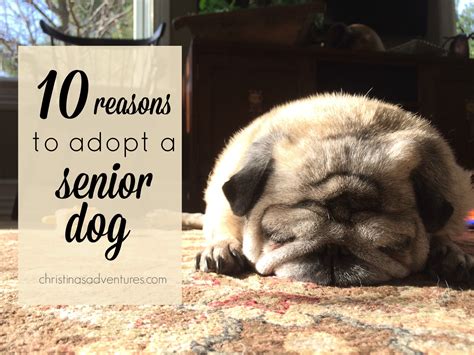 10 Reasons To Adopt A Senior Dog Christinas Adventures