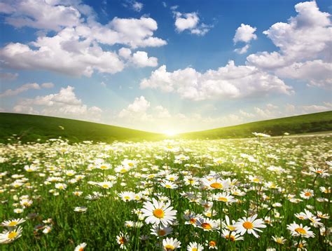 Field Of Daisies Wallpapers Wallpaper Cave