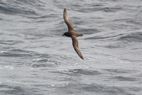 Action Needed To Prevent Environmental Disaster In New Zealand Surfbirds