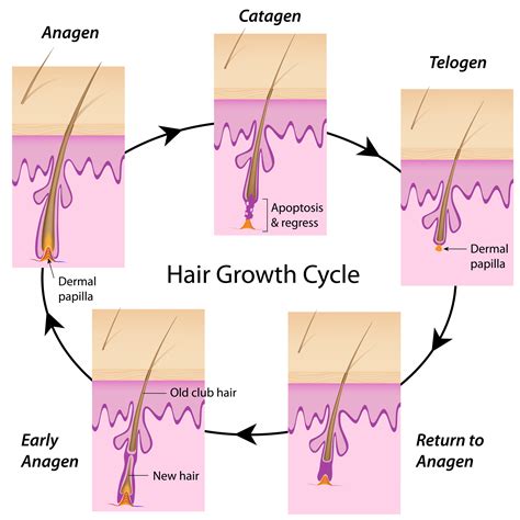 Hair Growth Cycle — Village Dermatology