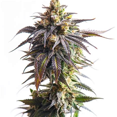 Afgooey Strain Cannabis Seeds Royal King Seeds Feminized