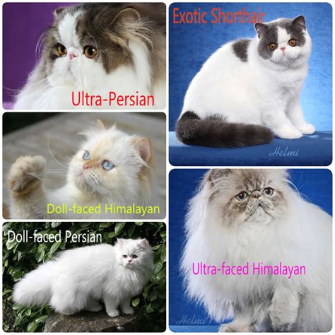 Understanding The Different Types Of Persian Cat Coats