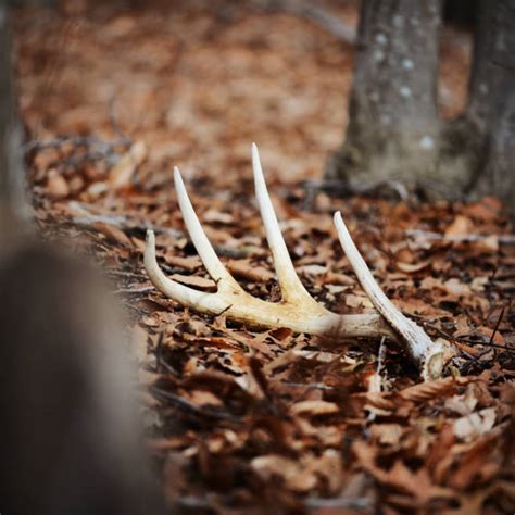 450 Deer Antler Shed Stock Photos Pictures And Royalty Free Images Istock