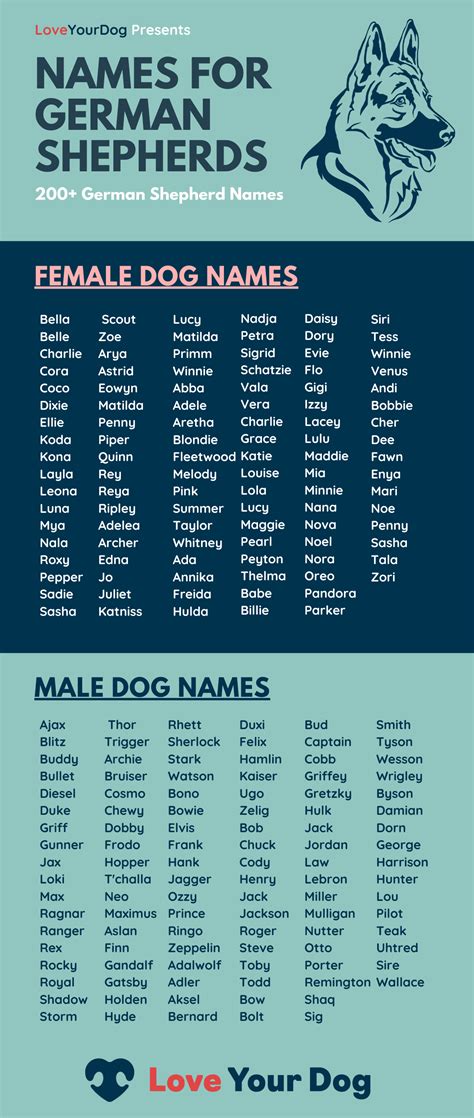 German Shepherd Dog Names 200 Different Male And Female Names Dog