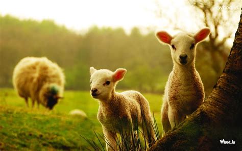 Sheep And Lamb Nature Hd Wallpaper