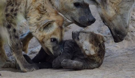 The Antics Of Adorable Hyena Cubs Africa Geographic